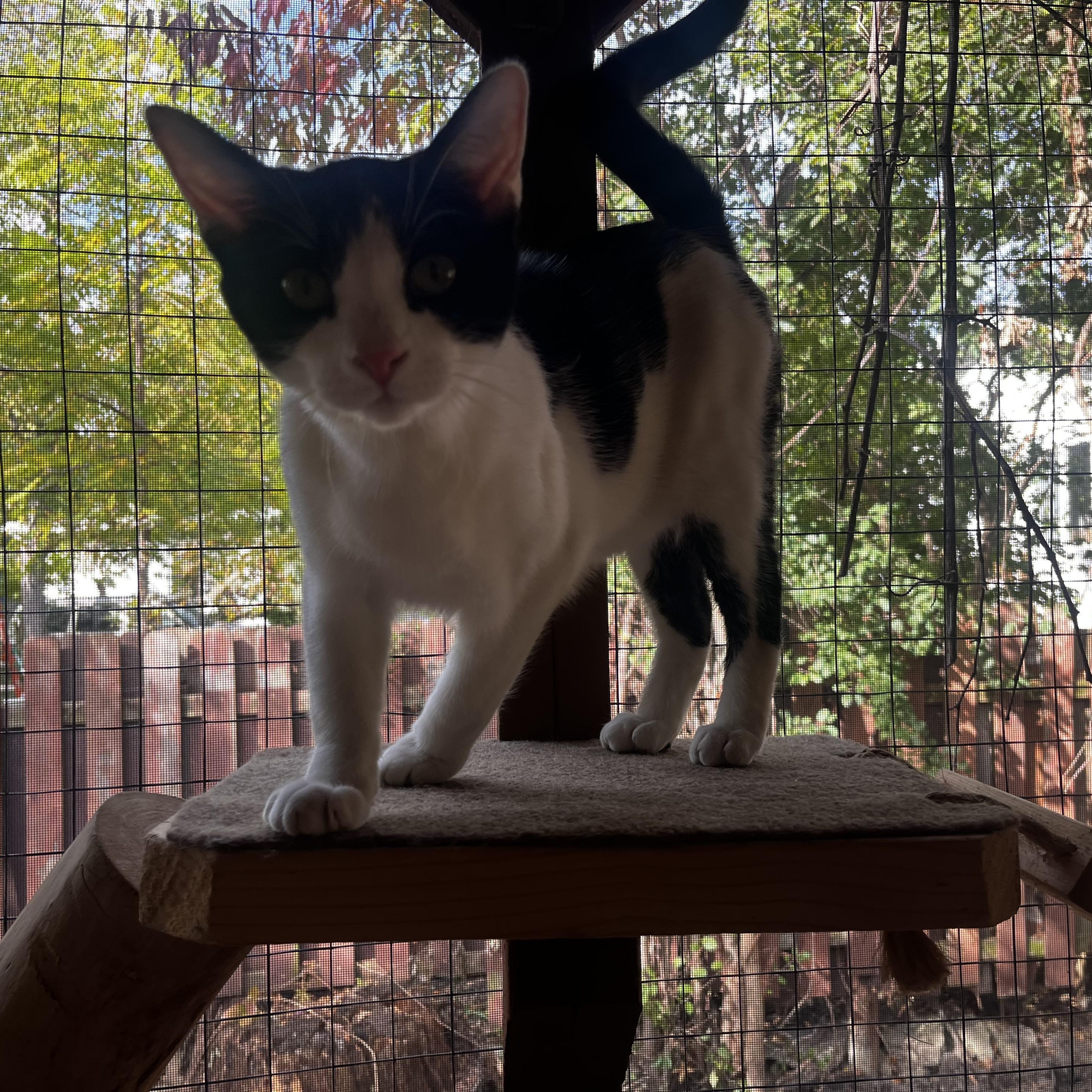 Enlarge Moby, a Adoptable Domestic Short Hair in Grosse Ile, MI image 3/4