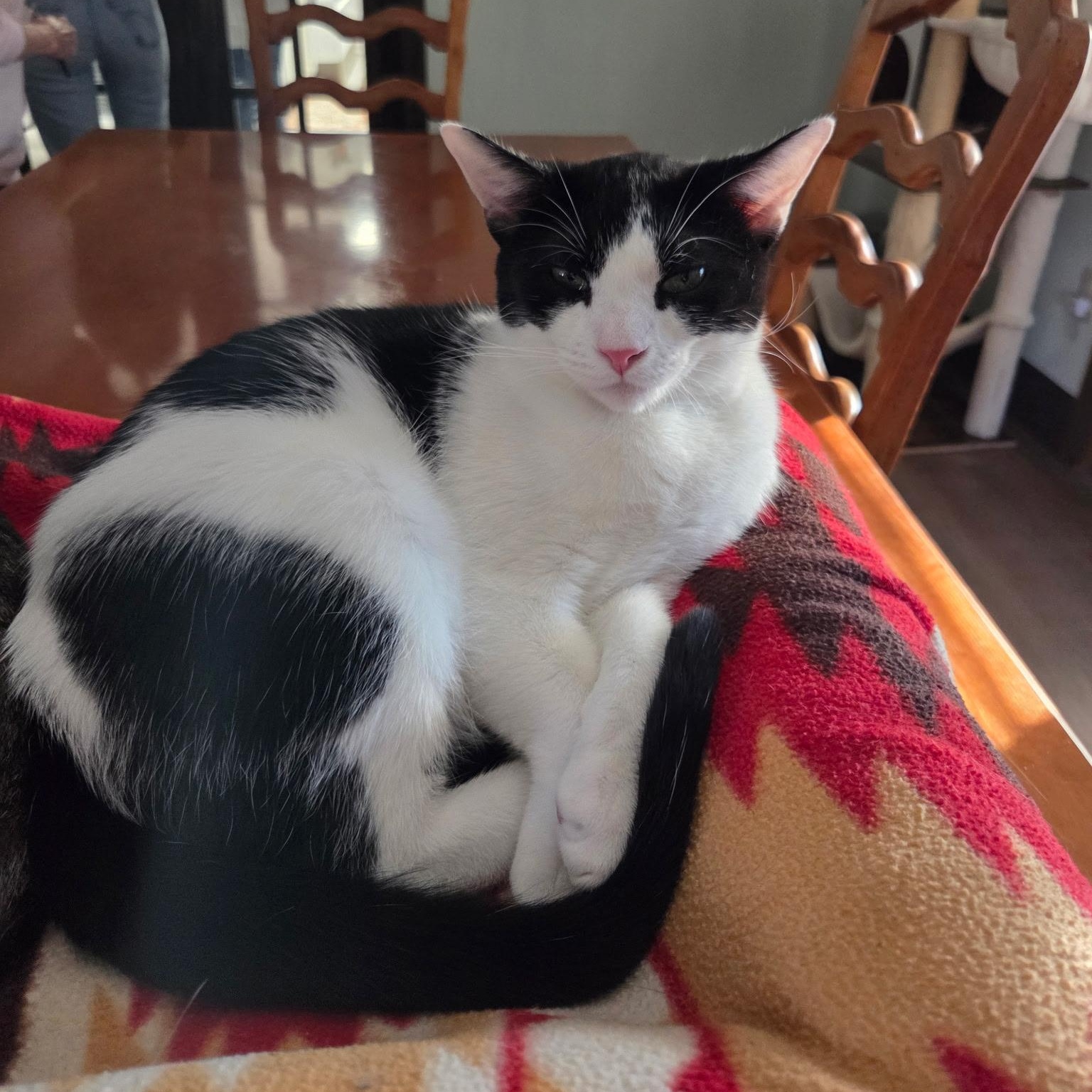 Enlarge Moby, a Adoptable Domestic Short Hair in Grosse Ile, MI image 2/4