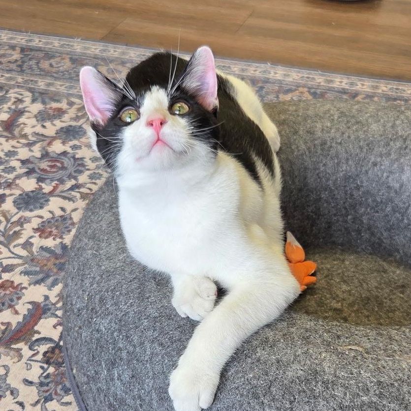 Enlarge Moby, a ADOPTABLE Domestic Short Hair in Grosse Ile, MI image 1/1