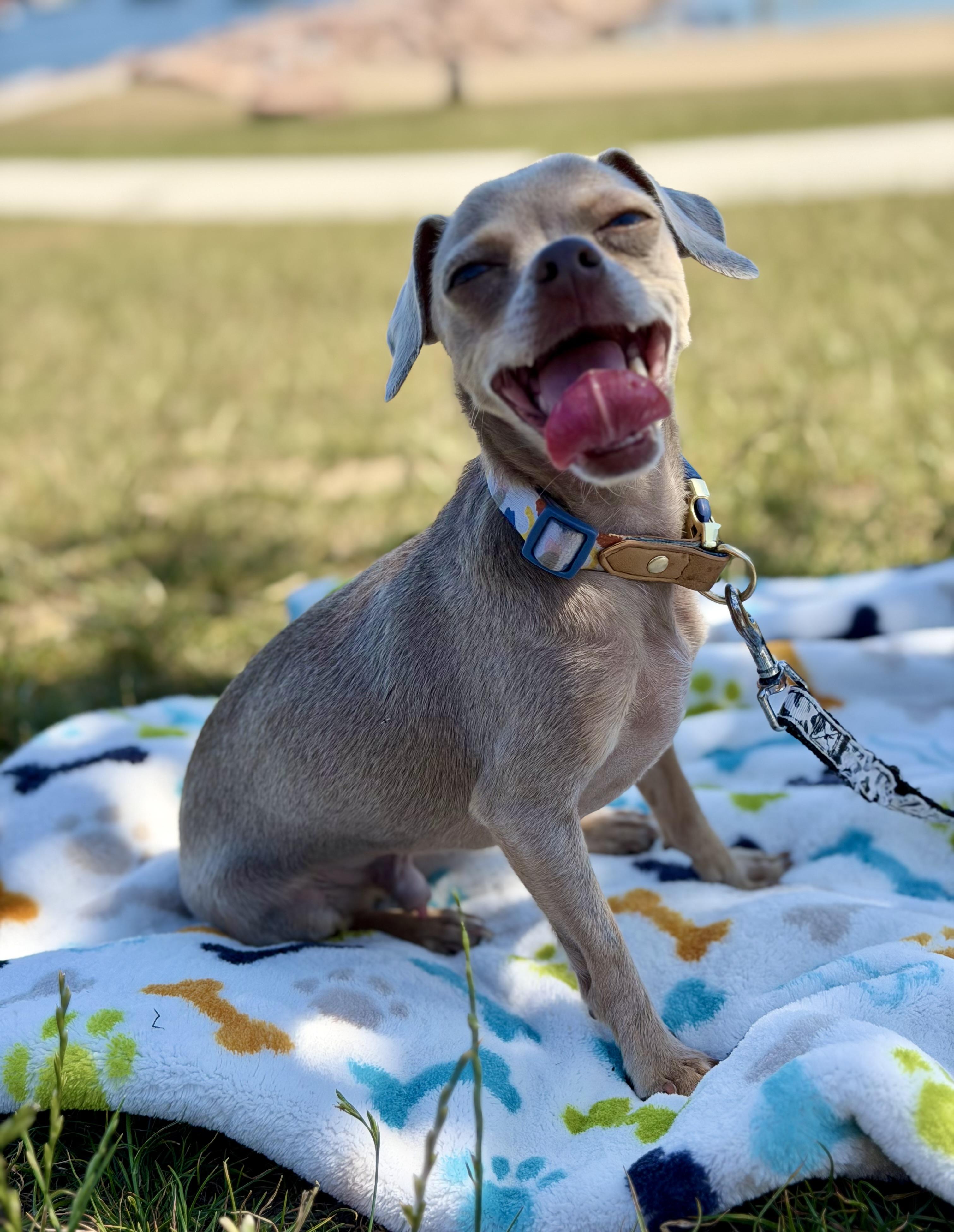 Prince. ADOPTED, an adopted Chihuahua in Union Grove, WI image 2/4