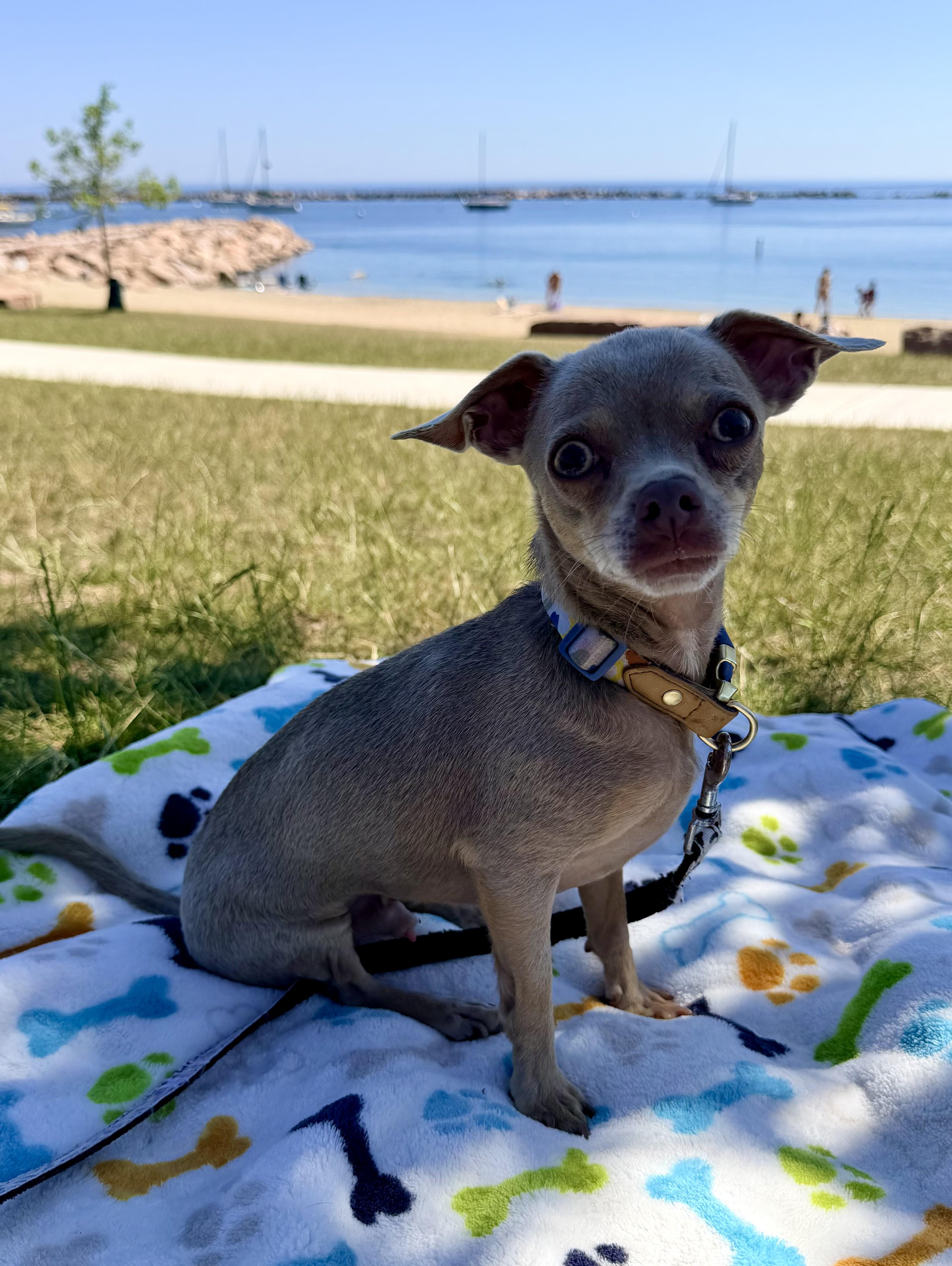 Prince. ADOPTED, adopted, Young Male Chihuahua.