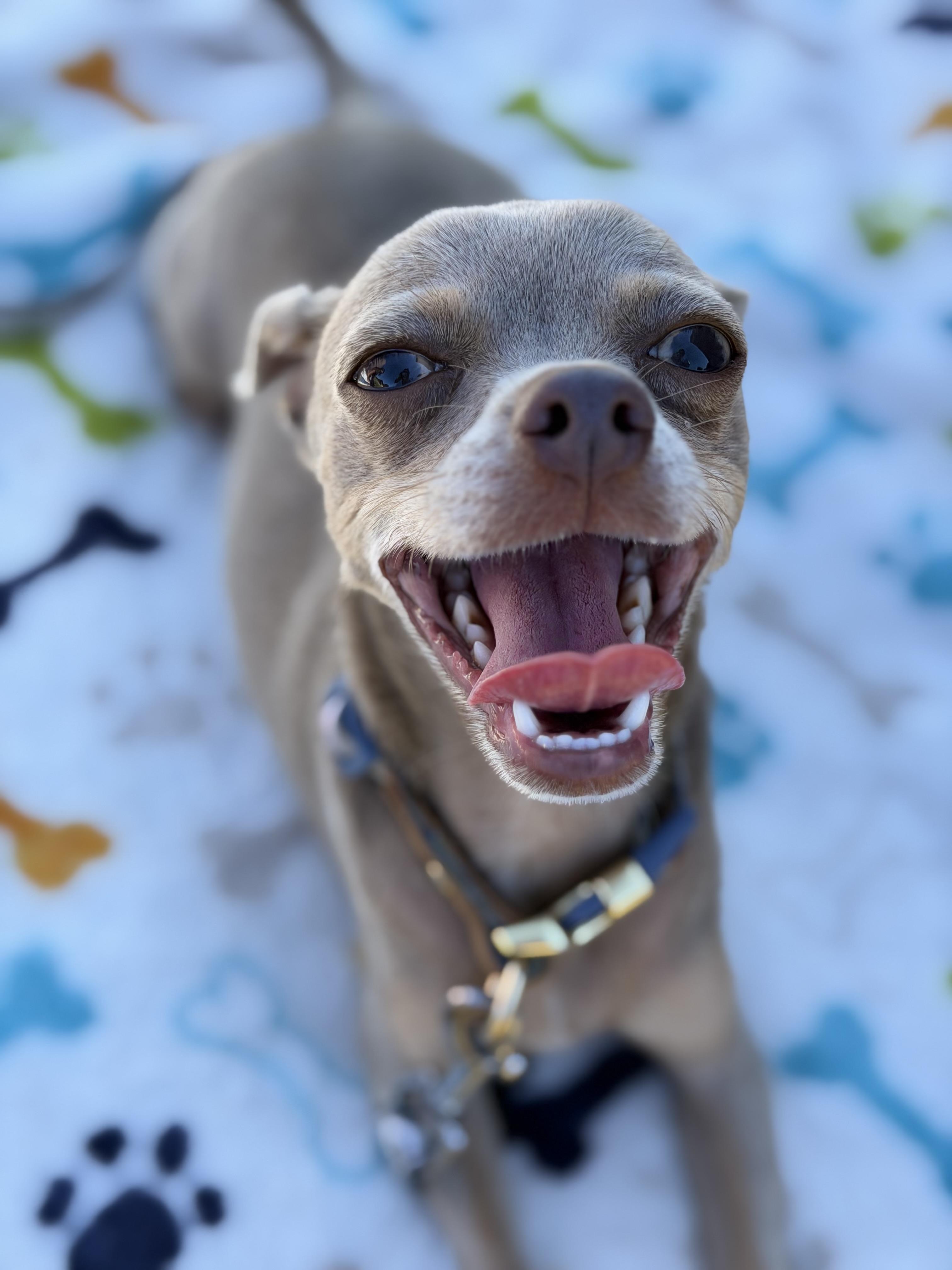 Prince. ADOPTED, an adopted Chihuahua in Union Grove, WI image 3/4