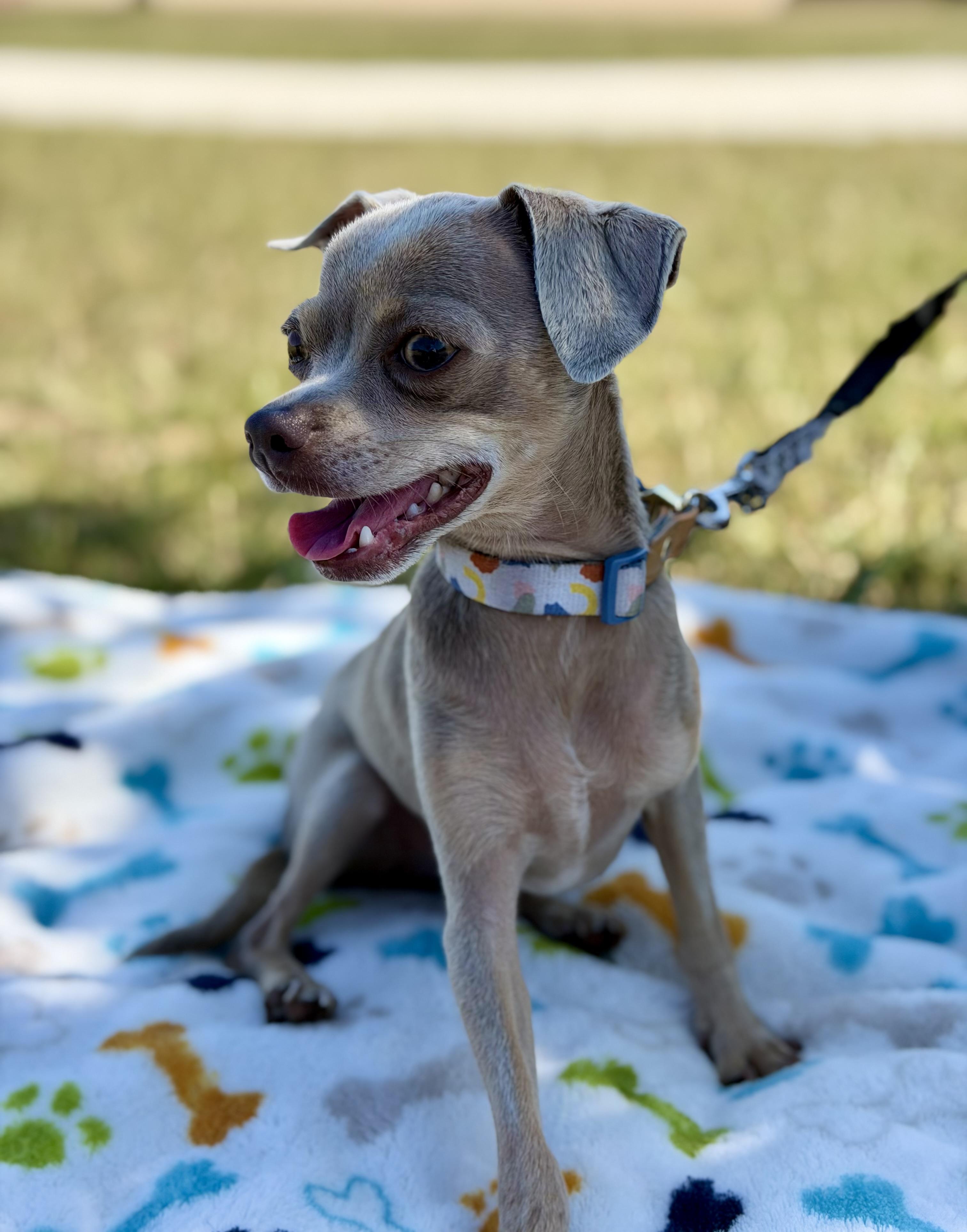 Prince. ADOPTED, an adopted Chihuahua in Union Grove, WI image 4/4