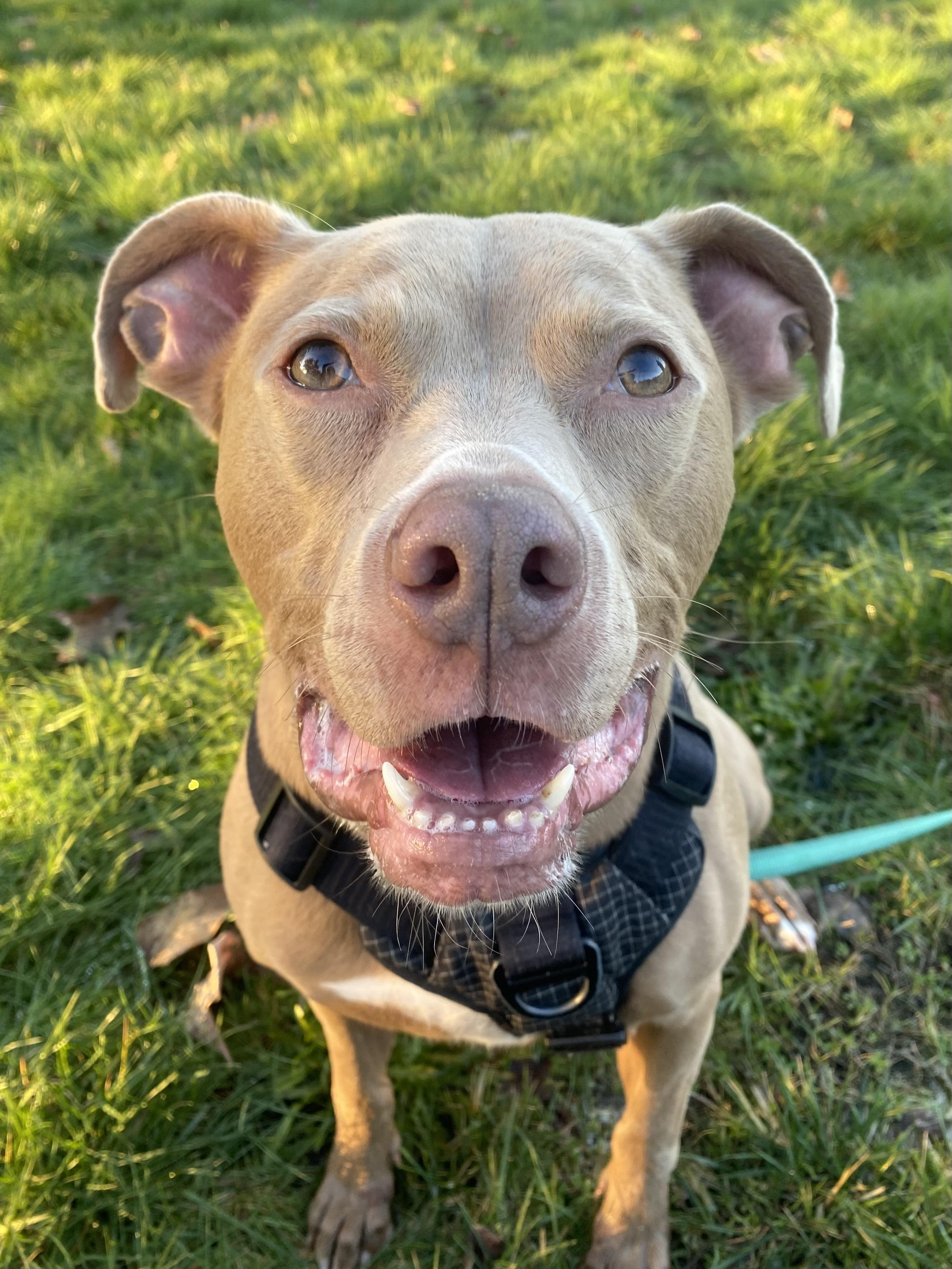 Grover, ADOPTABLE, Adult Male Mixed Breed.