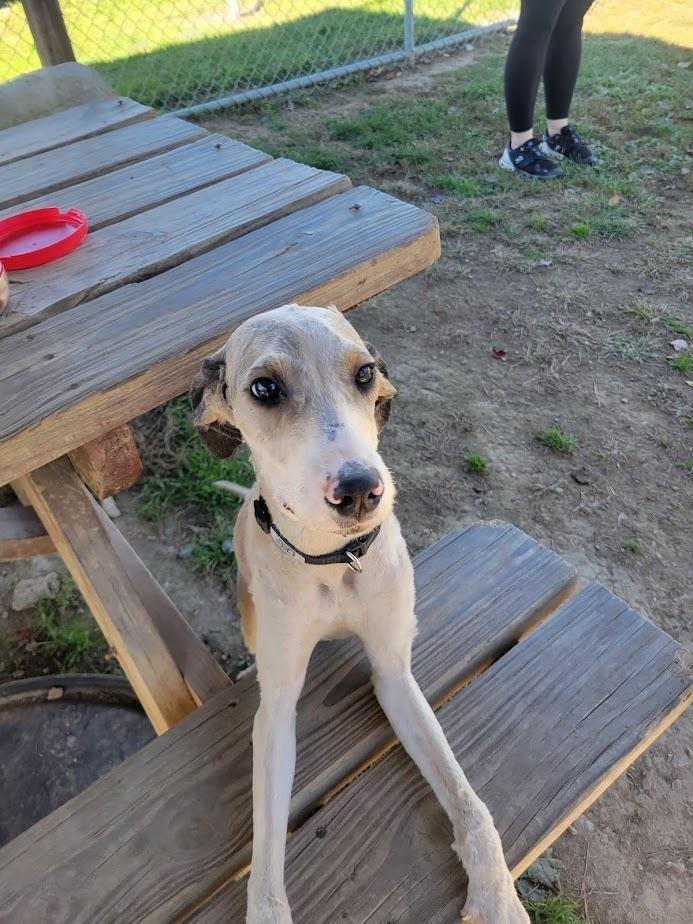 LIAM 363-25, a Adoptable mixed breed in Cambridge, OH image 1/3