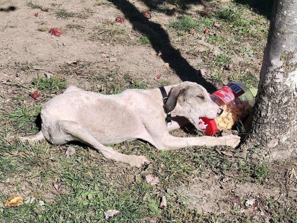 LIAM 363-25, a Adoptable mixed breed in Cambridge, OH image 3/3