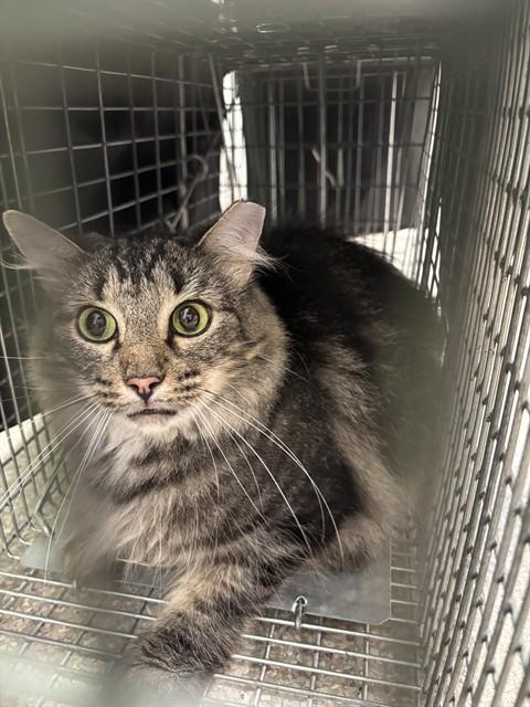 BLAKE, Adoptable, Young Male Domestic Long Hair.