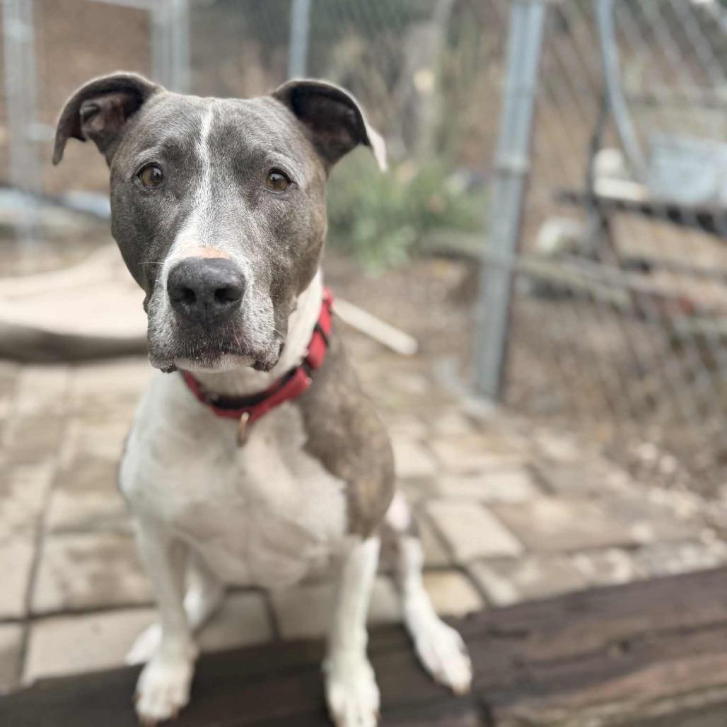 Enlarge Shay, a Adoptable American Staffordshire Terrier in Lompoc, CA image 1/1