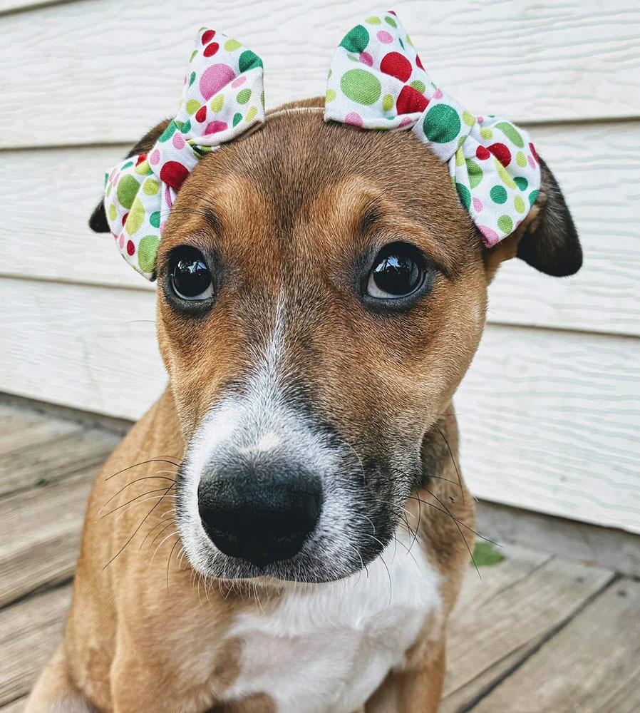 Sandy (AO33535), Baby Female Pit Bull Terrier