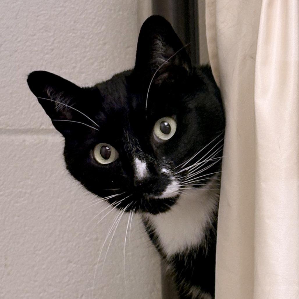 Figaro, Adoptable, Senior Male Domestic Short Hair & Mixed Breed.