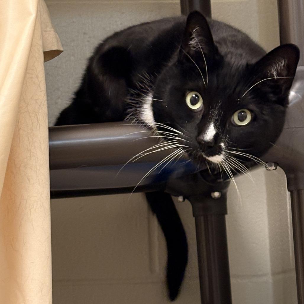 Enlarge Figaro, a Adoptable mixed breed in South Burlington, VT image 2/6