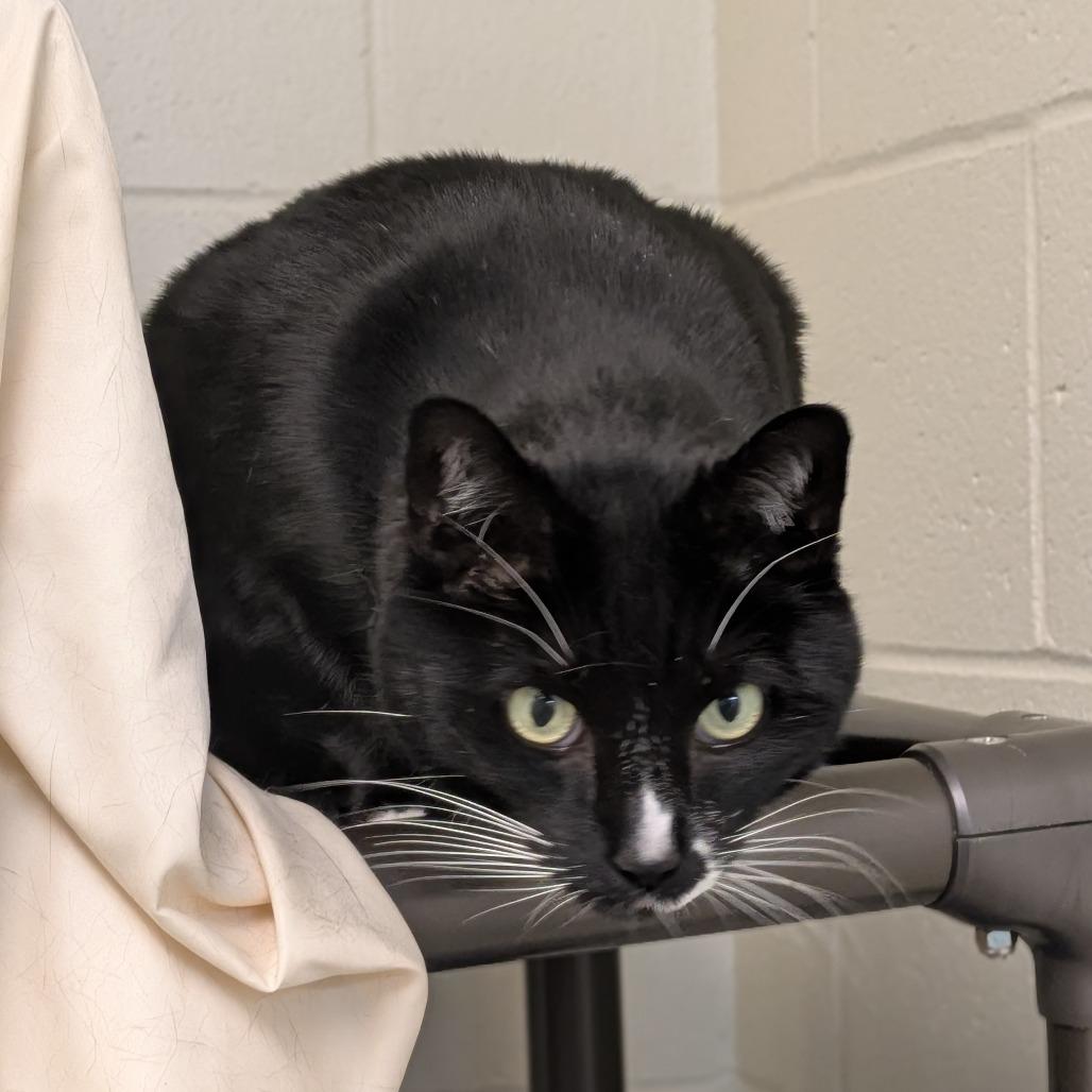 Enlarge Figaro, a Adoptable mixed breed in South Burlington, VT image 3/6