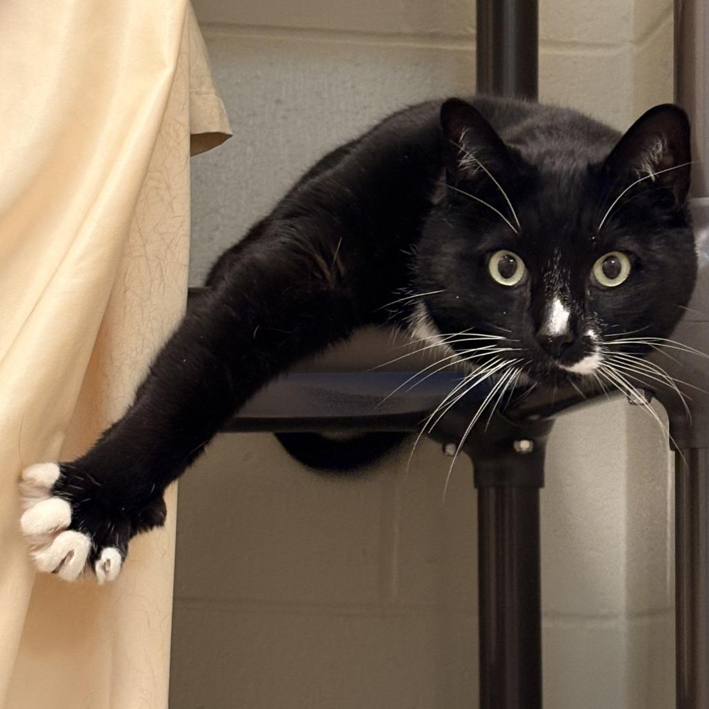Enlarge Figaro, a Adoptable mixed breed in South Burlington, VT image 4/6