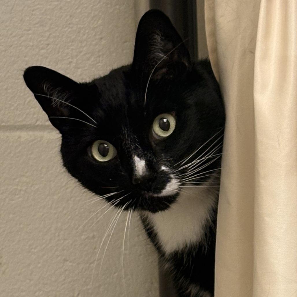 Enlarge Figaro, a Adoptable mixed breed in South Burlington, VT image 5/6