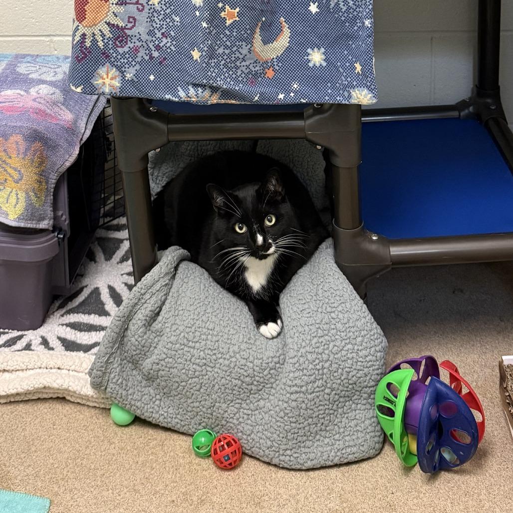 Enlarge Figaro, a Adoptable mixed breed in South Burlington, VT image 5/6