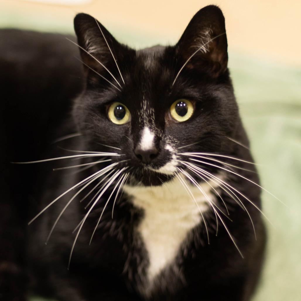 Figaro, a Adoptable mixed breed in South Burlington, VT image 4/6