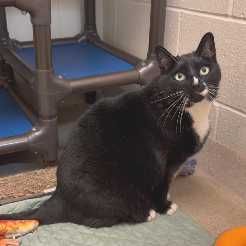 Figaro, a Adoptable mixed breed in South Burlington, VT image 5/6
