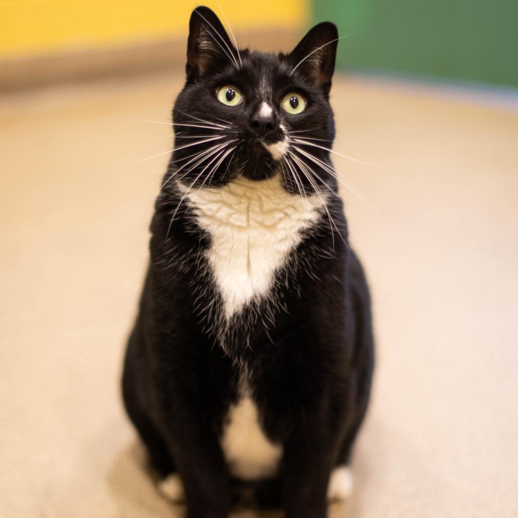 Figaro, a Adoptable mixed breed in South Burlington, VT image 6/6