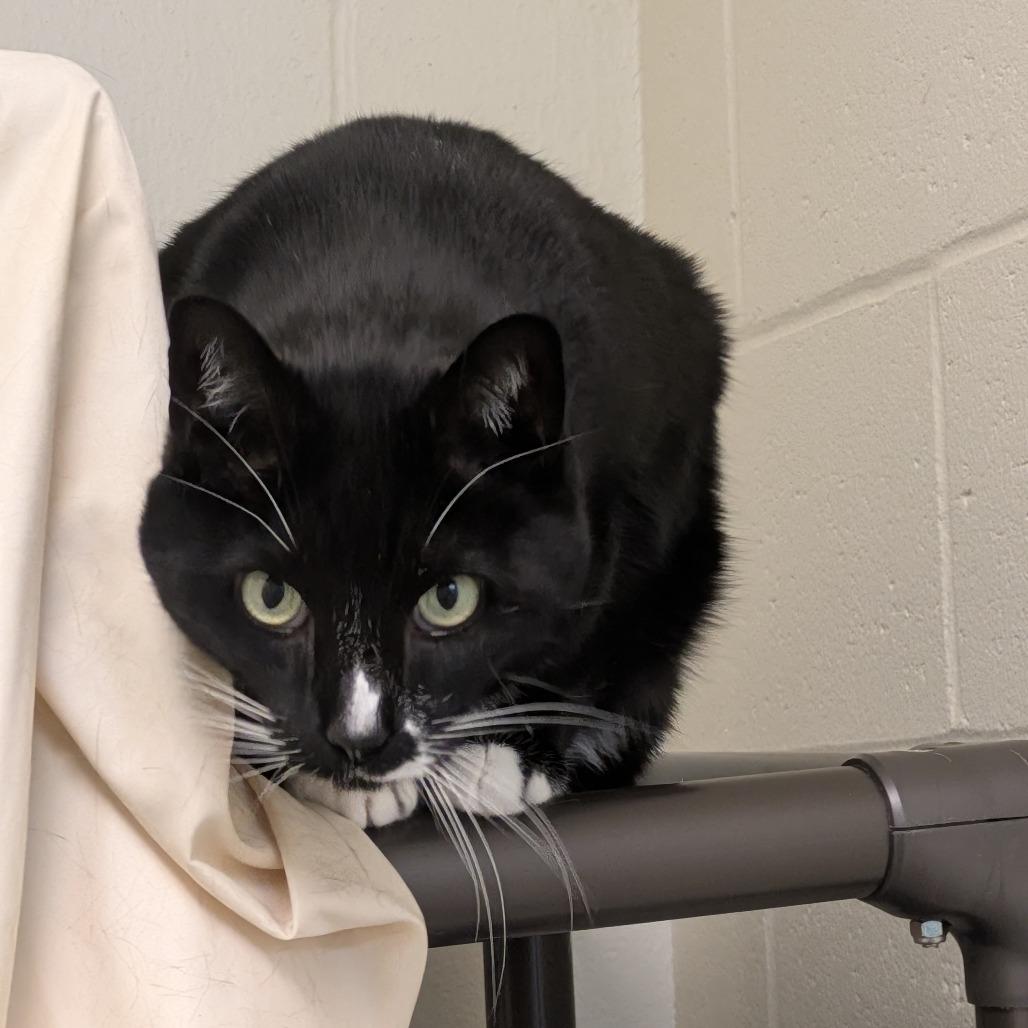 Enlarge Figaro, a Adoptable mixed breed in South Burlington, VT image 6/6