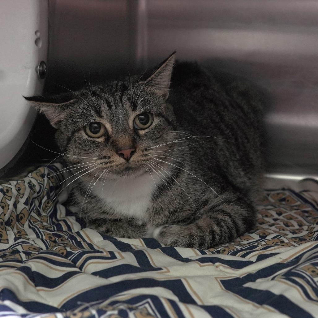 Shirley, a Adoptable Domestic Short Hair in Gainesville, GA image 1/2