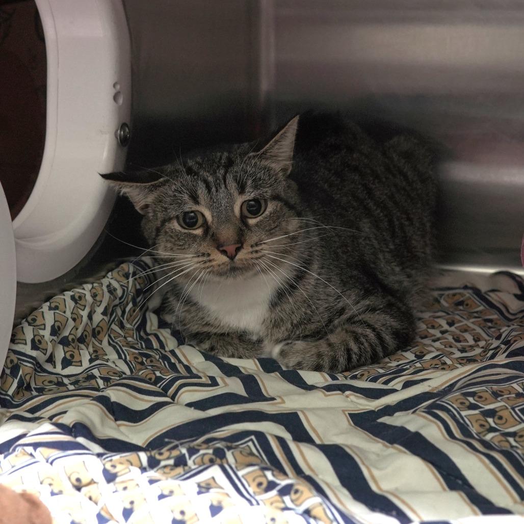 Shirley, a Adoptable Domestic Short Hair in Gainesville, GA image 2/2