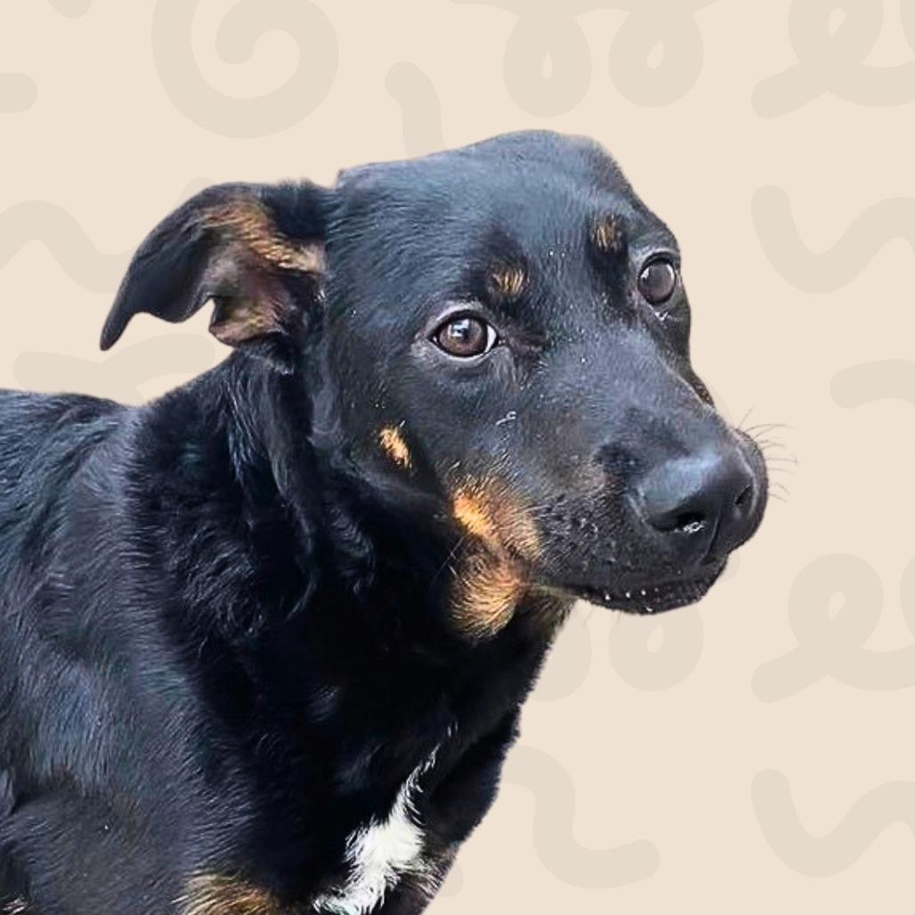 Enlarge Athena, a Adoptable mixed breed in Reno, NV image 1/5