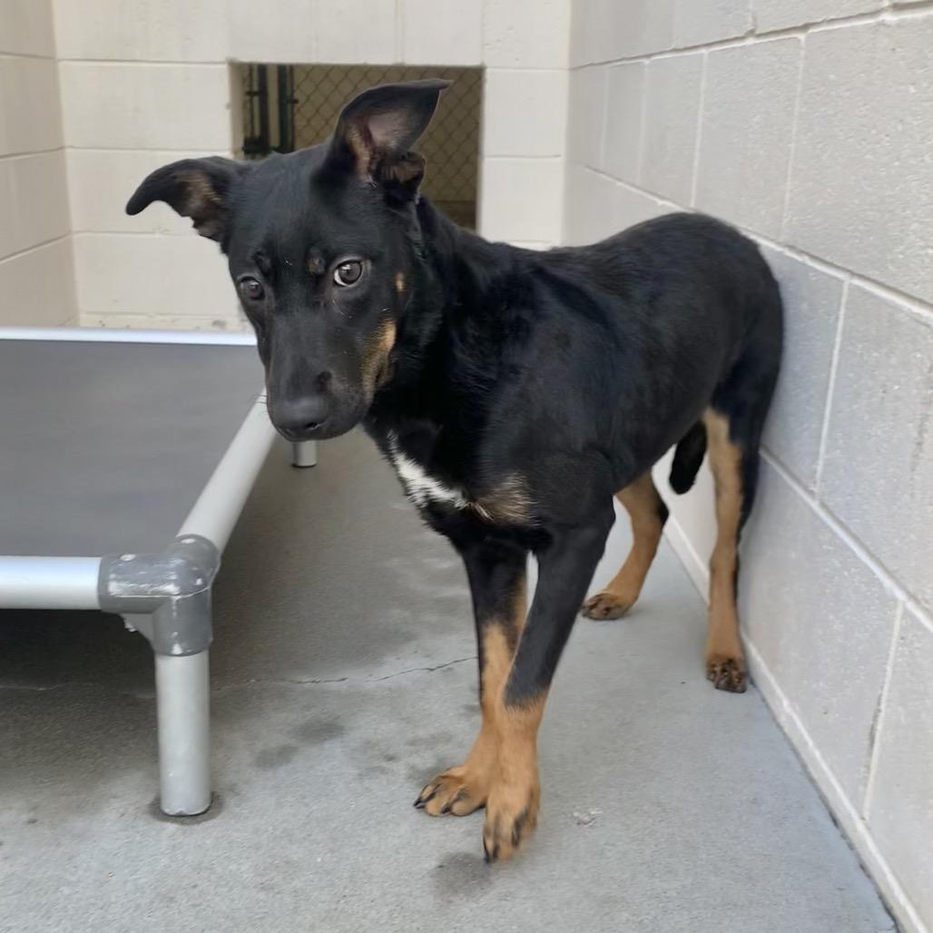 Enlarge Athena, a Adoptable mixed breed in Reno, NV image 2/5
