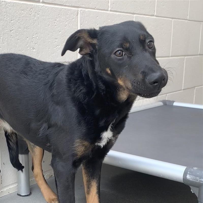 Enlarge Athena, a Adoptable mixed breed in Reno, NV image 3/5