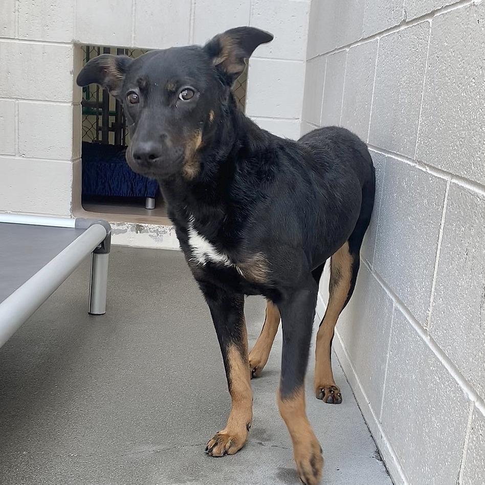 Enlarge Athena, a Adoptable mixed breed in Reno, NV image 4/5