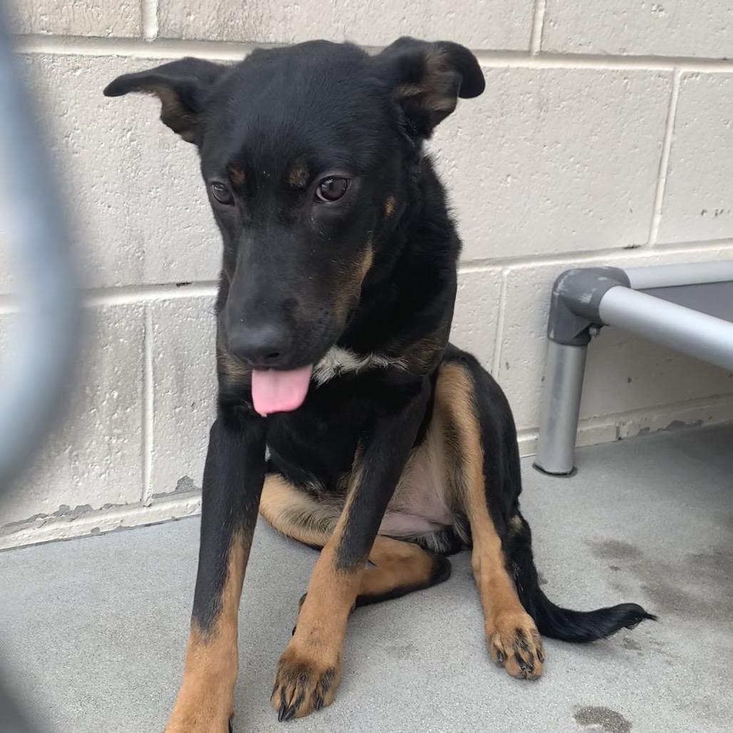 Enlarge Athena, a Adoptable mixed breed in Reno, NV image 5/5
