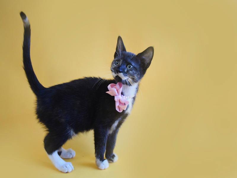 Enlarge MELISSA, a Adoptable mixed breed in Margate, FL image 2/3