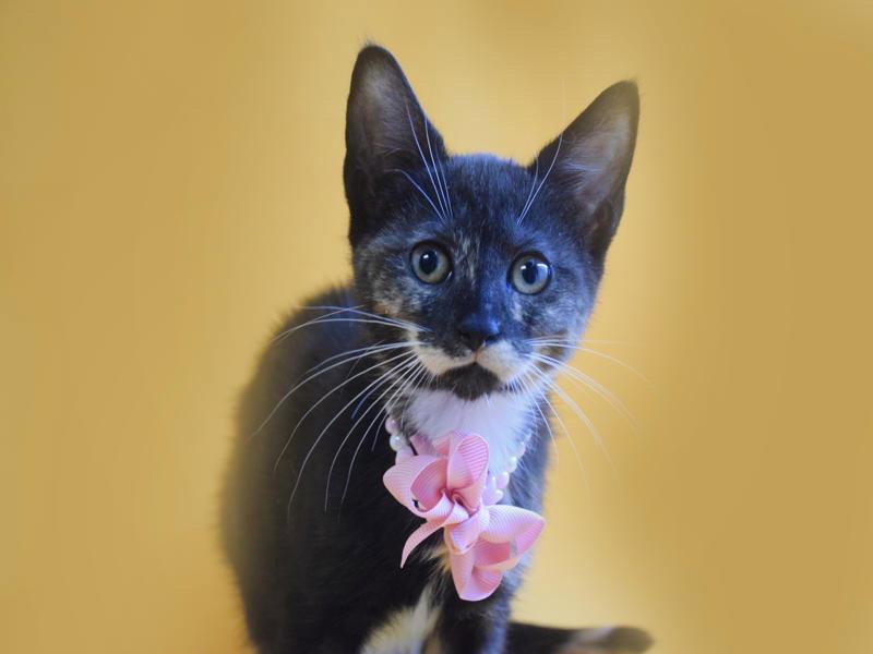 Enlarge MELISSA, a Adoptable mixed breed in Margate, FL image 3/3
