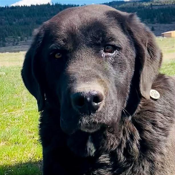 Enlarge Justice, a Adoptable mixed breed in TONASKET, WA image 2/5