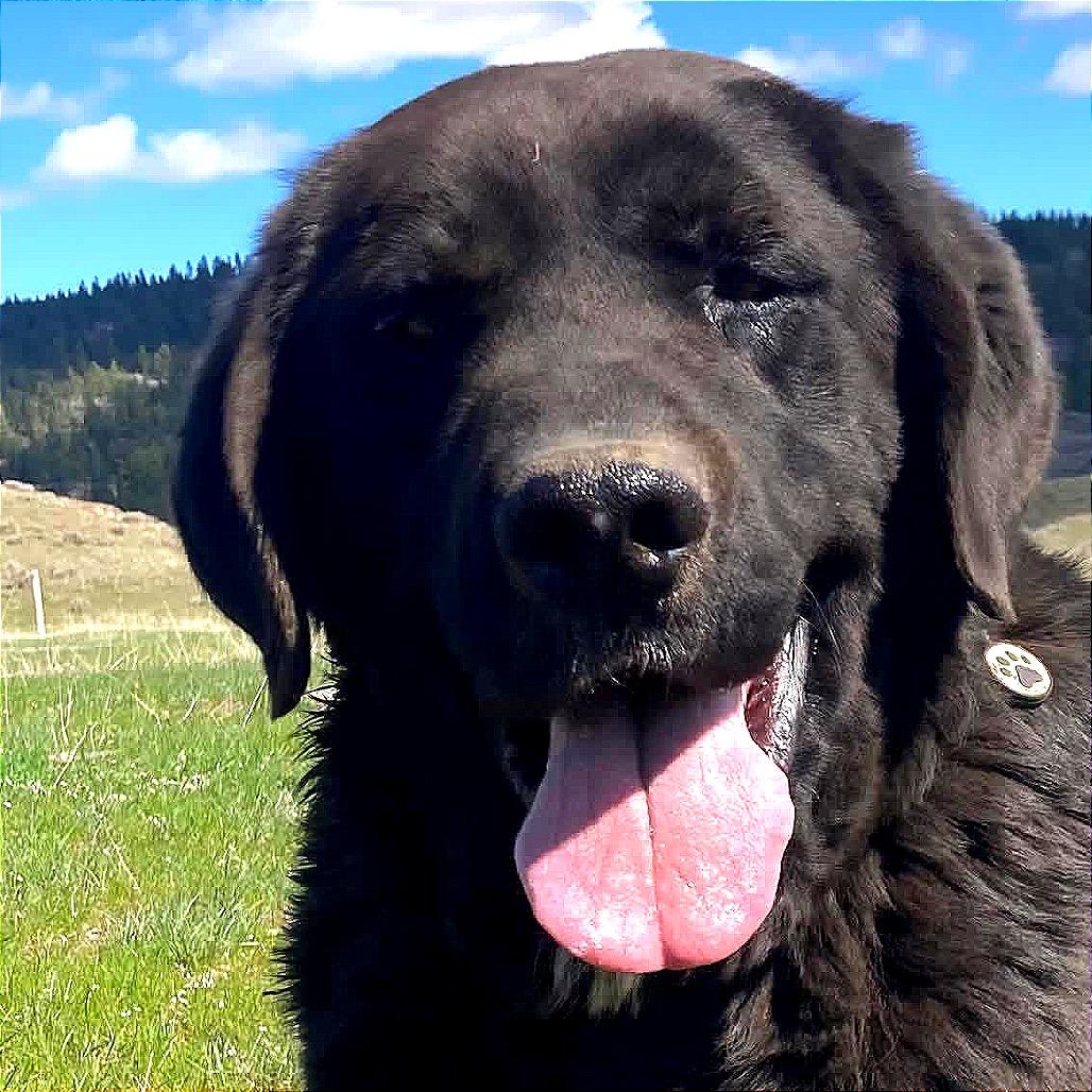 Enlarge Justice, a Adoptable mixed breed in TONASKET, WA image 3/5
