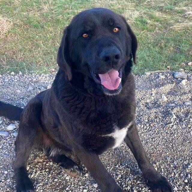 Justice, Adoptable, Adult Male Great Pyrenees & Chocolate Labrador Retriever.