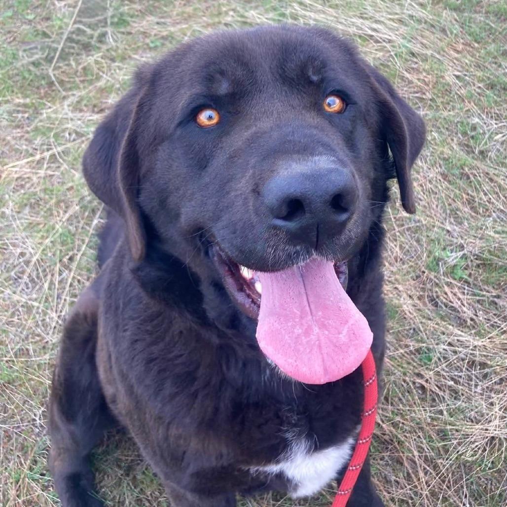 Enlarge Justice, a Adoptable mixed breed in TONASKET, WA image 2/2