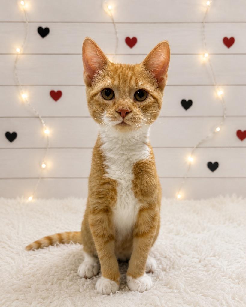 Pac-Man, Adoptable, Kitten Male Domestic Short Hair.