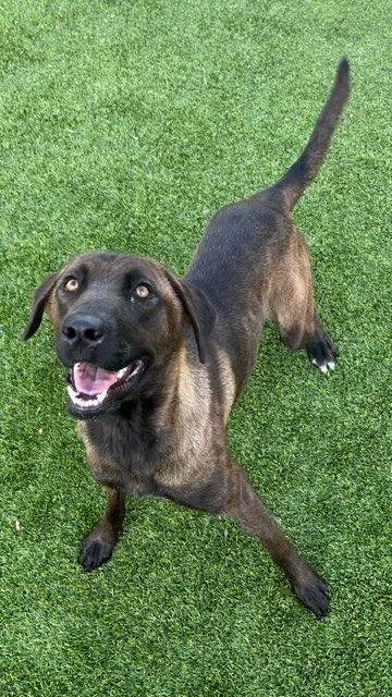 Candy, Adoptable, Young Female German Shepherd Dog & Mixed Breed.