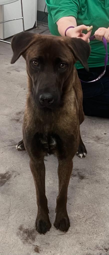 Enlarge Candy, a Adoptable mixed breed in Richland Hills, TX image 2/4