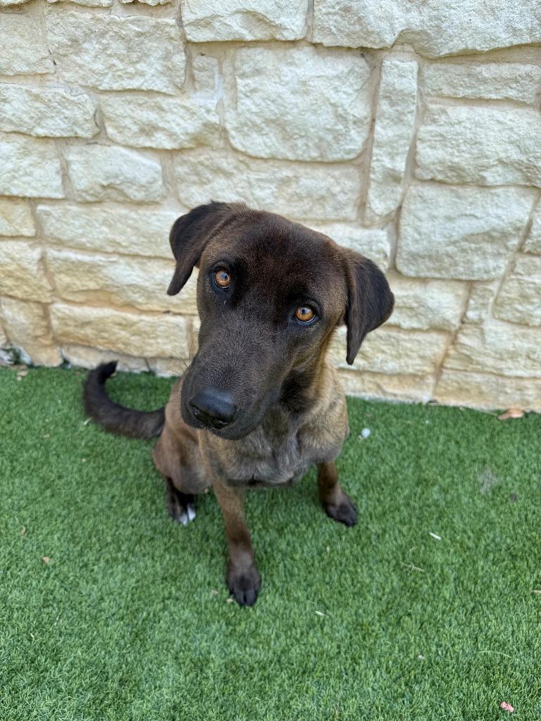 Enlarge Candy, a Adoptable mixed breed in Richland Hills, TX image 3/4