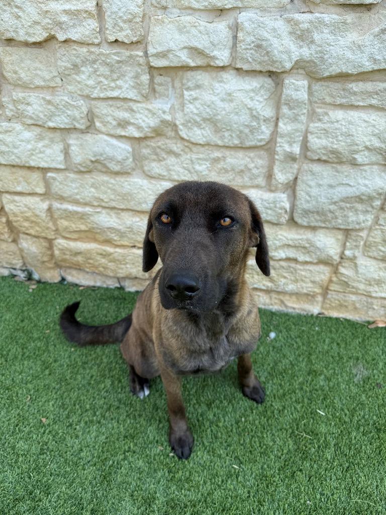 Enlarge Candy, a Adoptable mixed breed in Richland Hills, TX image 4/4