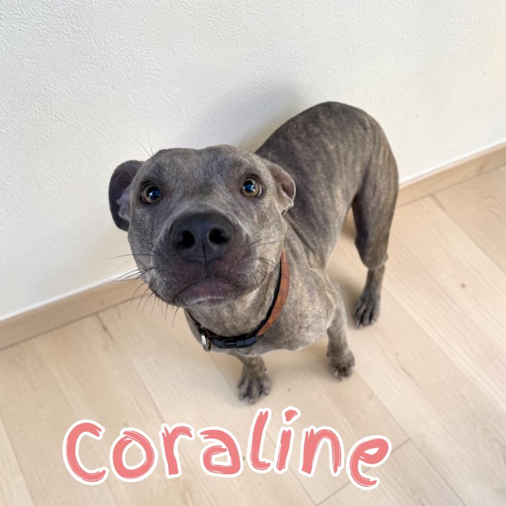 Coraline, Adoptable, Young Female Pit Bull Terrier.