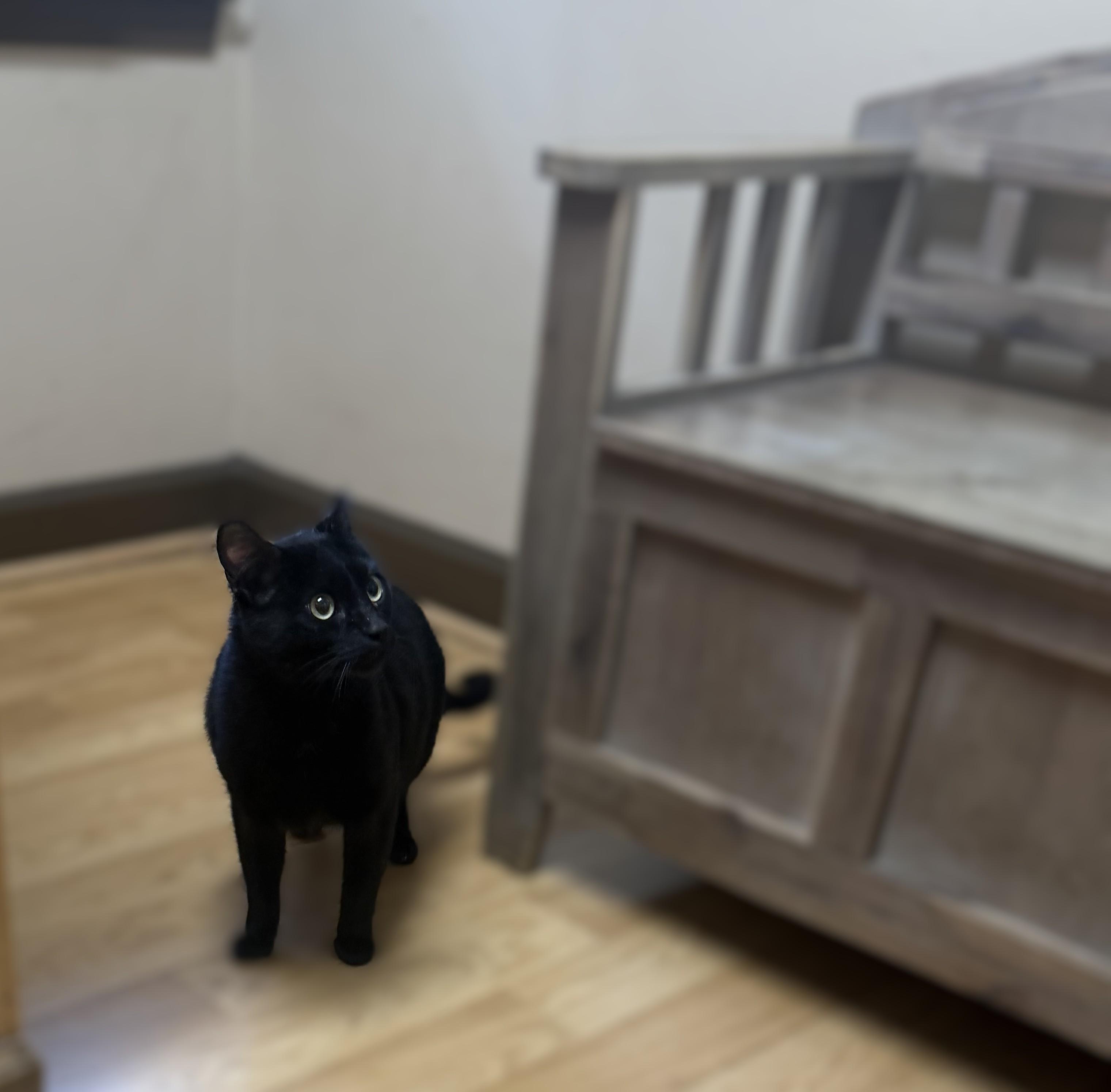 Enlarge Prince Charming -- MEET ME AT VETERINARY MEDICAL CENTER, a Adoptable Domestic Short Hair in Alpharetta, GA image 2/3