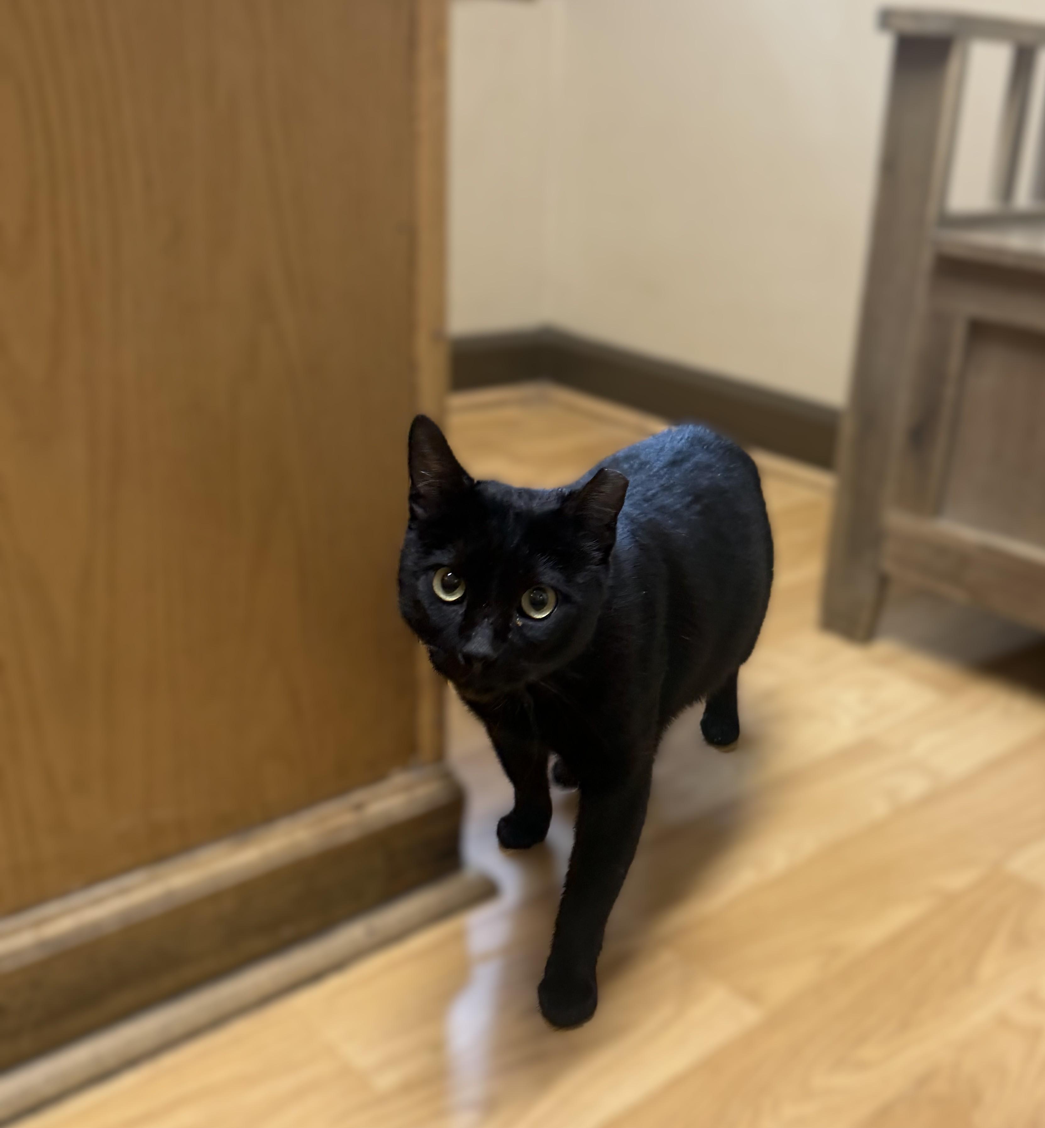 Enlarge Prince Charming -- MEET ME AT VETERINARY MEDICAL CENTER, a Adoptable Domestic Short Hair in Alpharetta, GA image 3/3