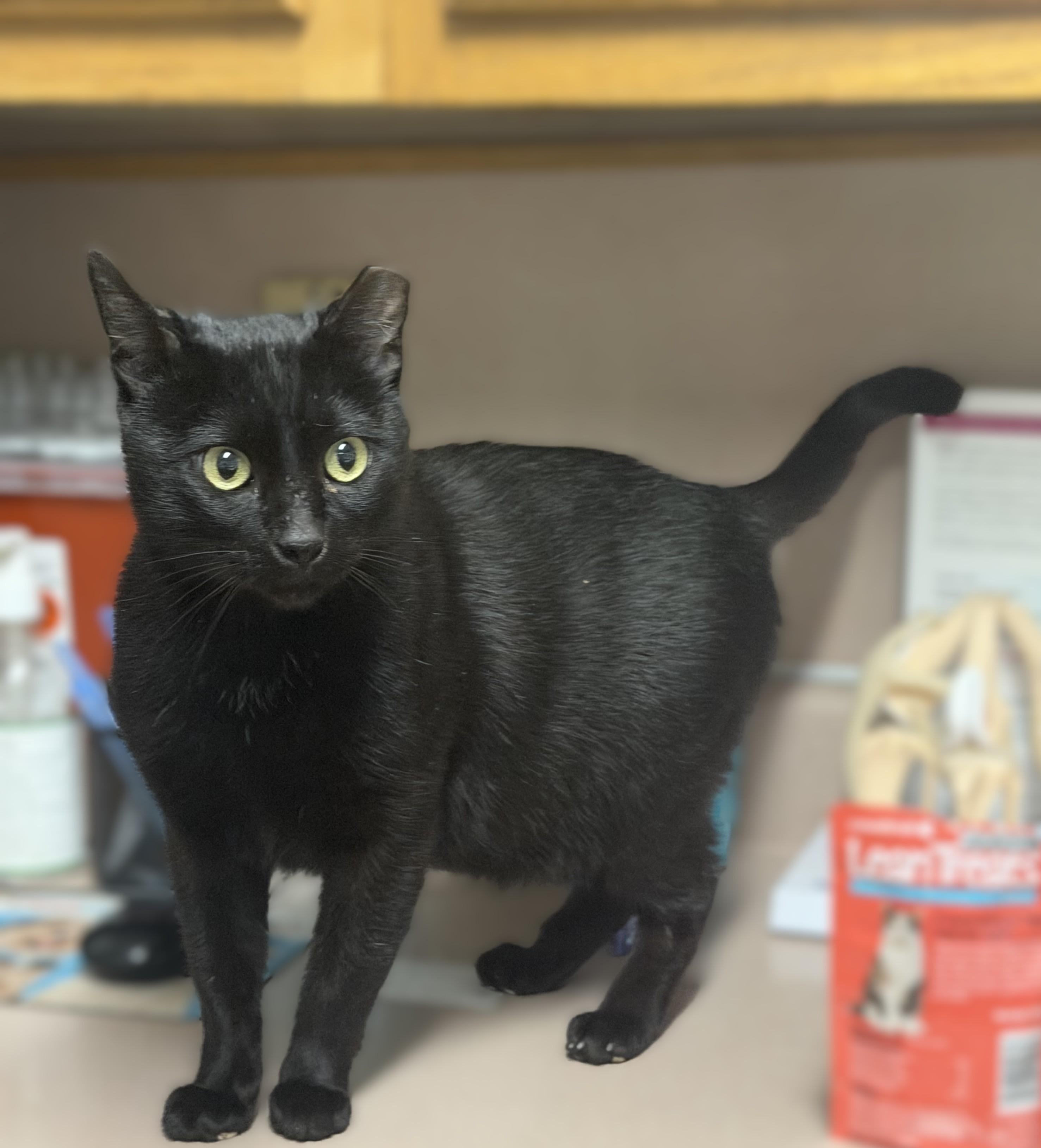 Enlarge Prince Charming -- MEET ME AT VETERINARY MEDICAL CENTER, a Adoptable Domestic Short Hair in Alpharetta, GA image 1/3