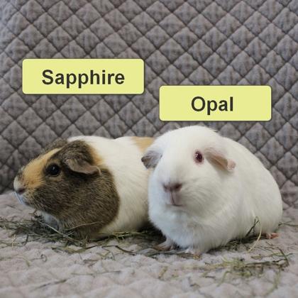 Opal, Adoptable, Adult Female Guinea Pig & Guinea Pig.