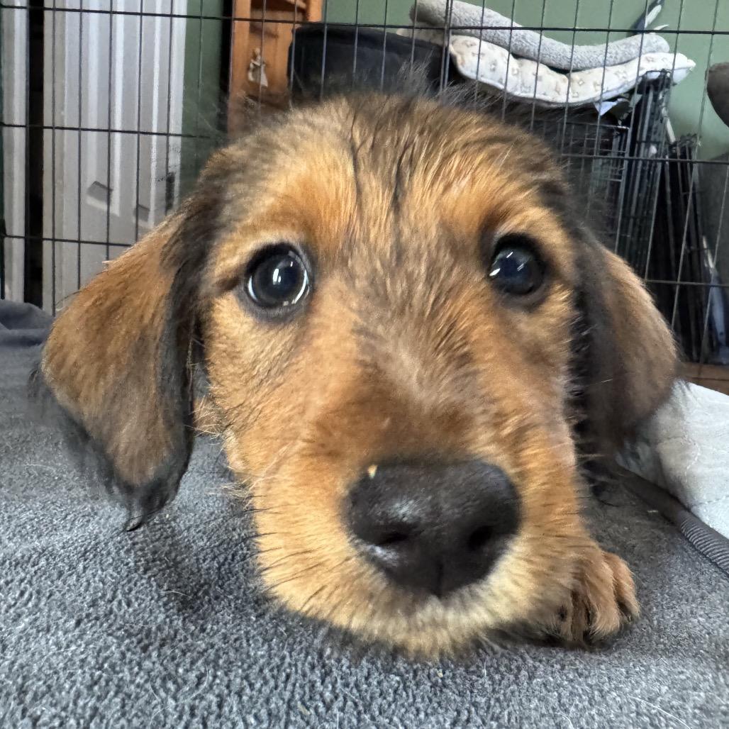 Bobsled, Adoptable, Puppy Male Australian Shepherd & Rat Terrier.