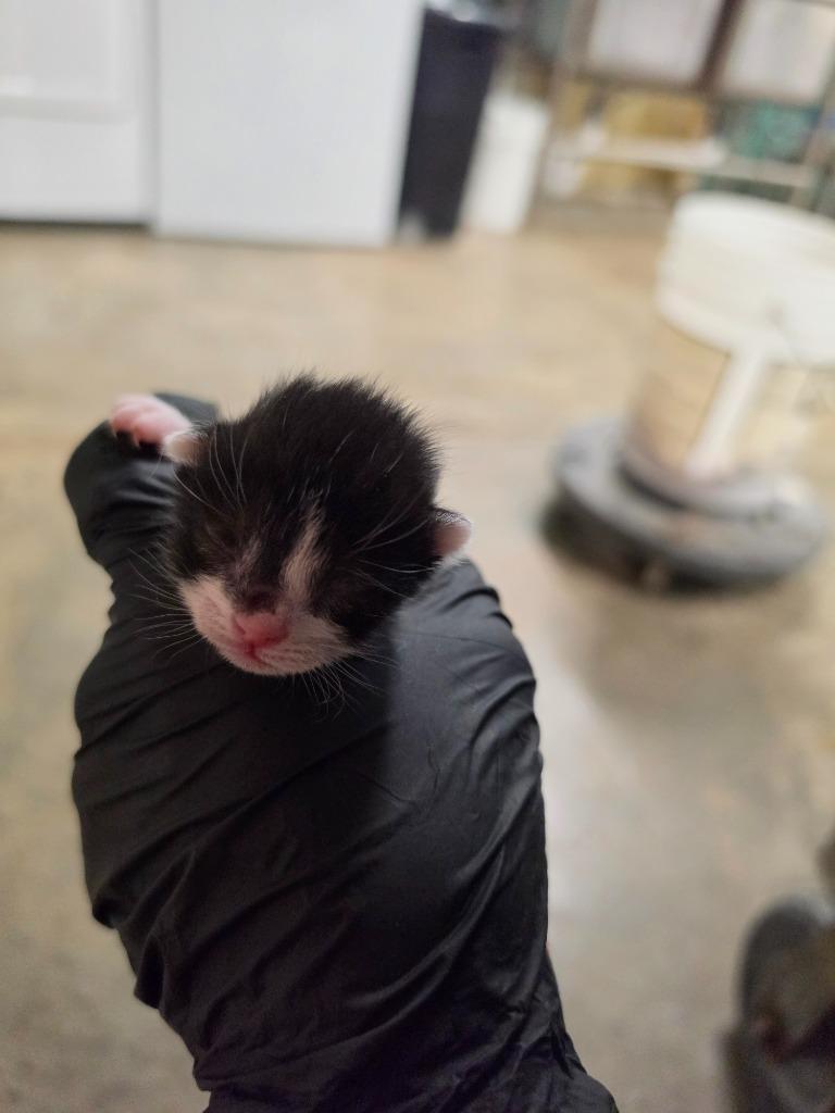 Gladiator, Adoptable, Kitten Male Domestic Short Hair.