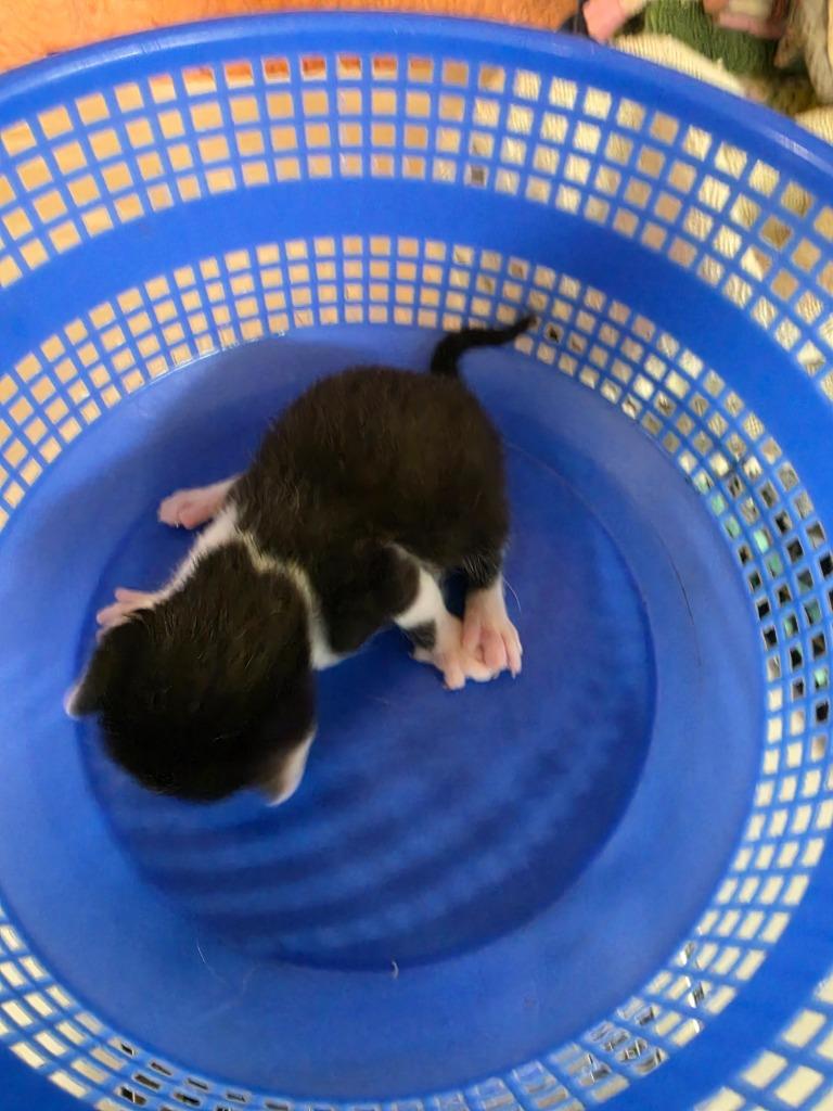 Enlarge Gladiator, a Adoptable mixed breed in Rockport, TX image 2/6