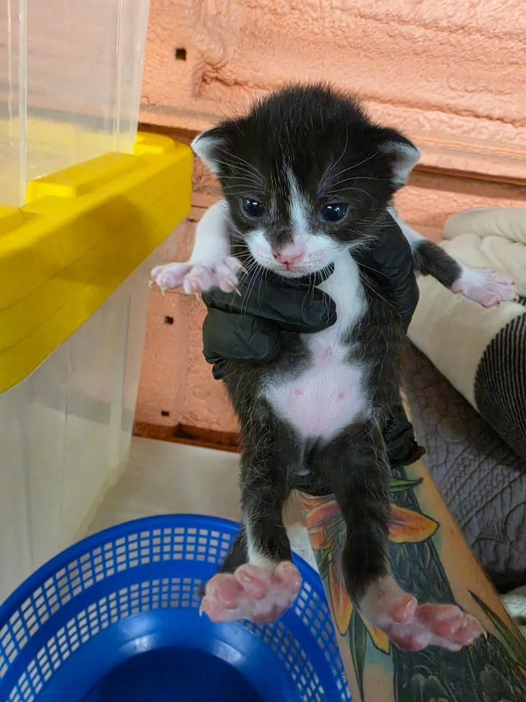 Enlarge Gladiator, a Adoptable mixed breed in Rockport, TX image 3/6